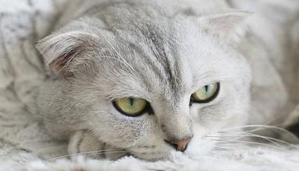 开云体育官网下载安装-李明爆发：28分8篮板5助攻，展现全能表现！，李明什么水平